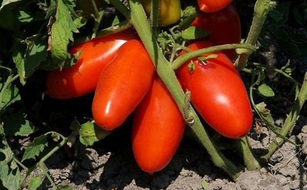 6 Dosen San Marzano ganze Tomaten, geschält